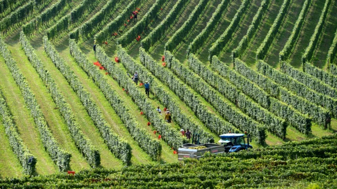 Vendemmia-in-azienda-Giovanni-Negro-5-scaled L'agricoltura ha bisogno di lavoro buono: giovedì a Mango Cgil e Flai fanno il punto della situazione