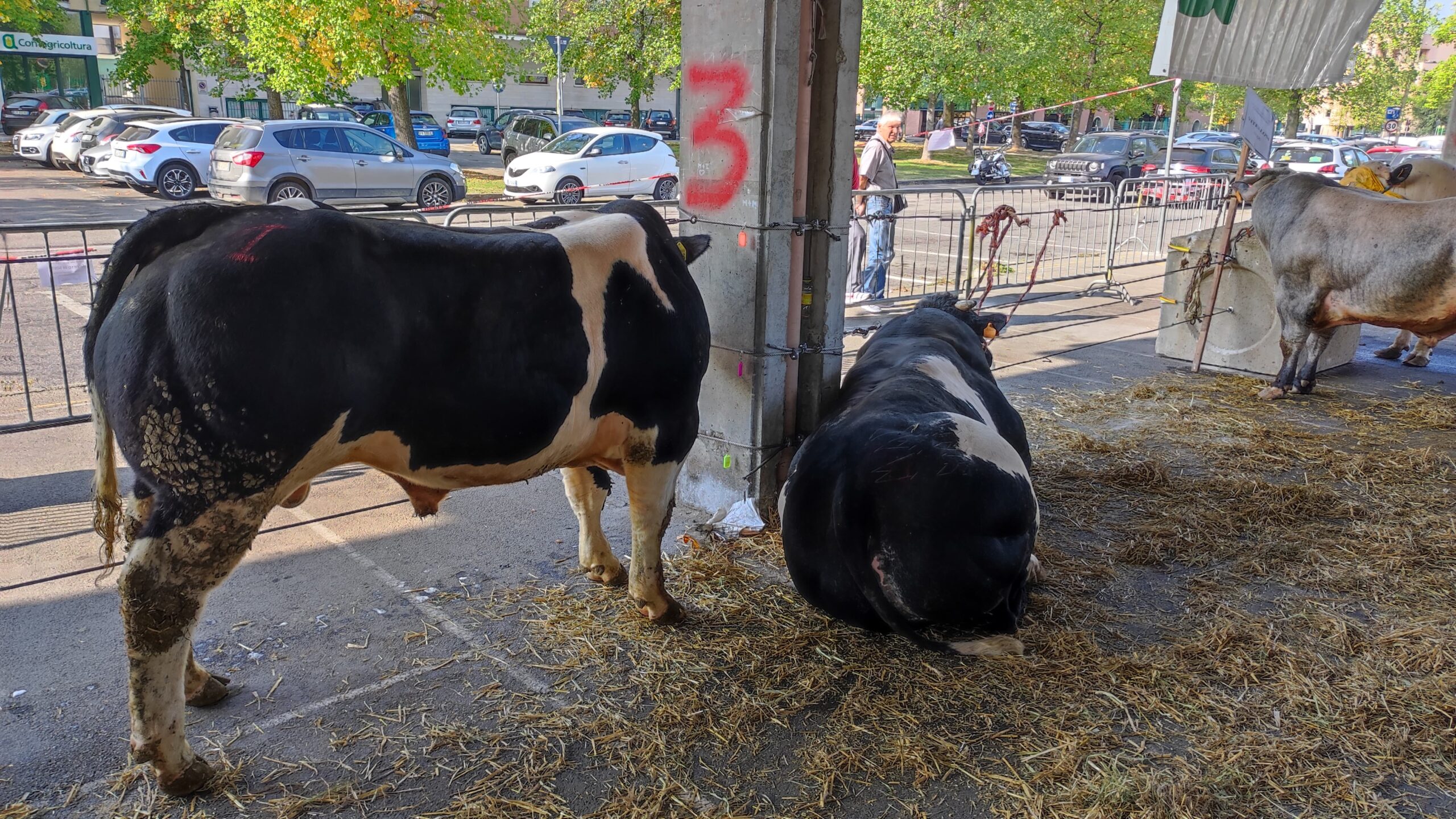 La rassegna dei bovini piemontesi premia i migliori esemplari albesi (FOTOGALLERY) 6