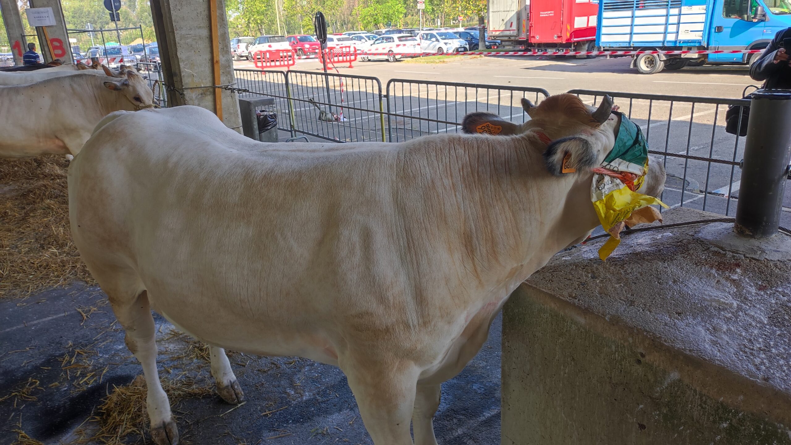 La rassegna dei bovini piemontesi premia i migliori esemplari albesi (FOTOGALLERY) 5