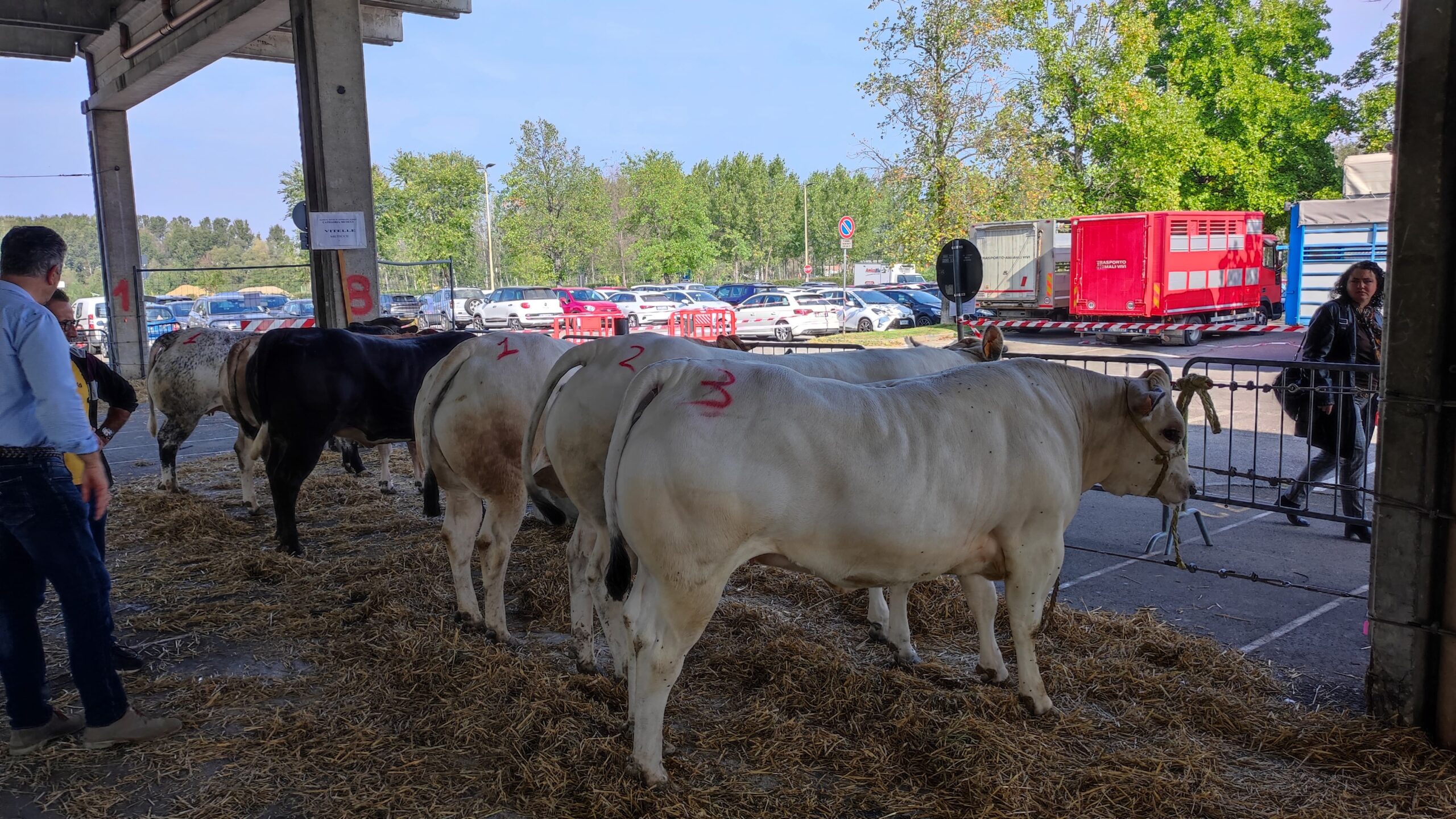 La rassegna dei bovini piemontesi premia i migliori esemplari albesi (FOTOGALLERY) 4