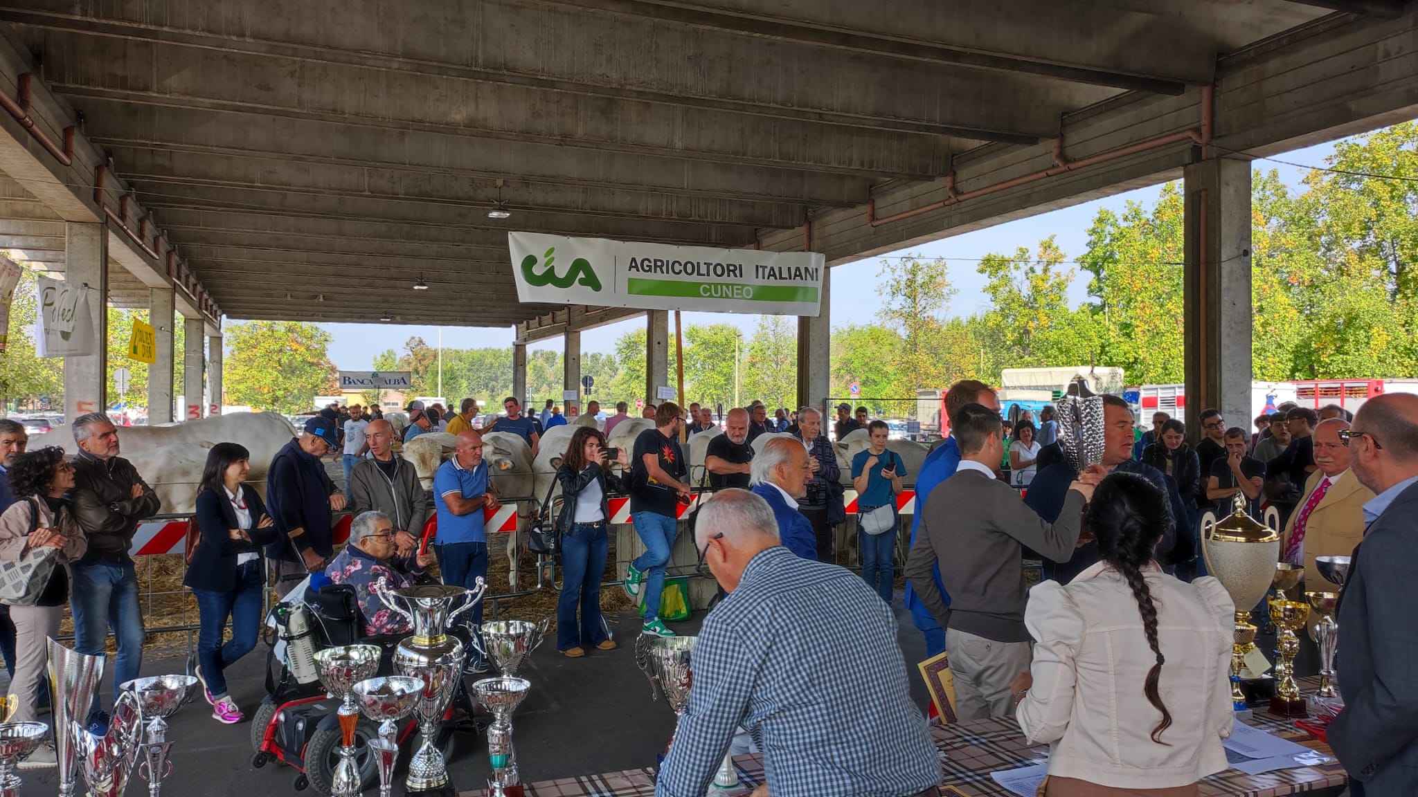 La rassegna dei bovini piemontesi premia i migliori esemplari albesi (FOTOGALLERY) 3