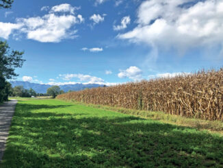 Affitto di terreni agricoli e fabbricati rurali, approfondimento di Confagricoltura a Cuneo