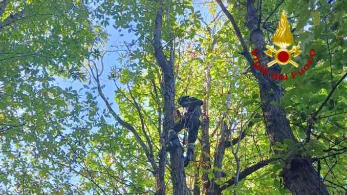 A Bernezzo, per salvare il gatto intervengono i Vigili del fuoco