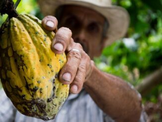 Ferrero e Save the children per migliorare la filiera del cacao