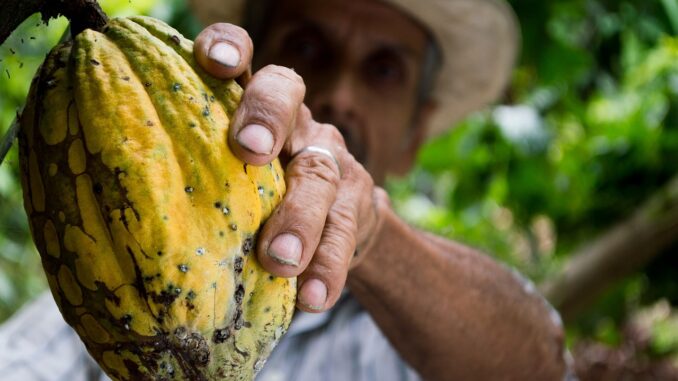 Ferrero e Save the children per migliorare la filiera del cacao