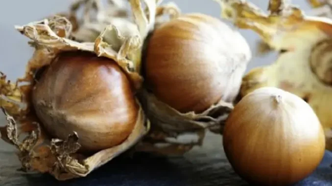 nocciole-Piemonte Raccolti azzerati per le nocciole, secondo Coldiretti è necessario lo stato di emergenza