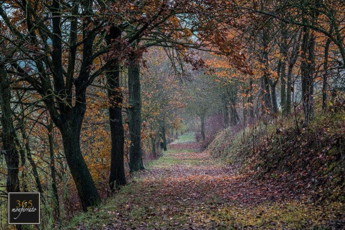 Progetto Snodi: a Piea sabato 7 ottobre “Alla scoperta dei boschi collinari” - a Guarene fino al 19 novembre “che sarà sarà” a Palazzo Re Rebaudengo