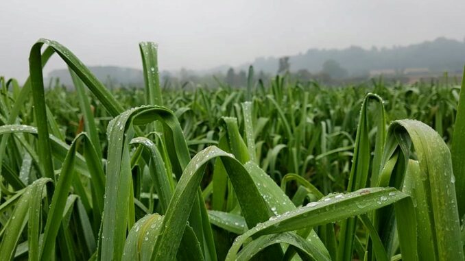 Fiera del Porro di Cervere 1