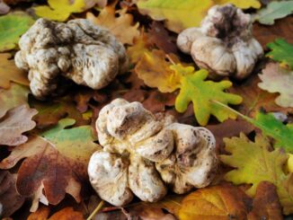 Domenica 12 novembre, a piedi attraverso un paesaggio di vini e tartufi