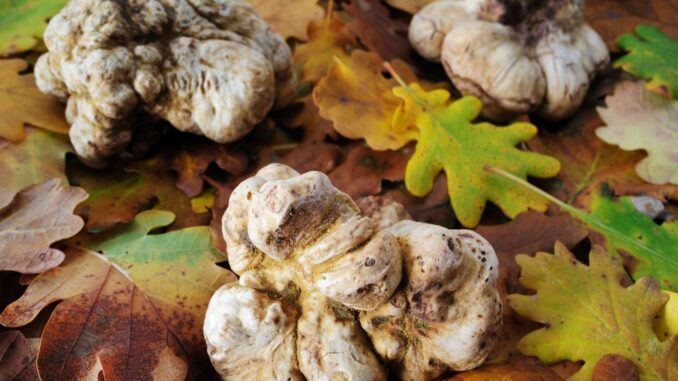 Domenica 12 novembre, a piedi attraverso un paesaggio di vini e tartufi