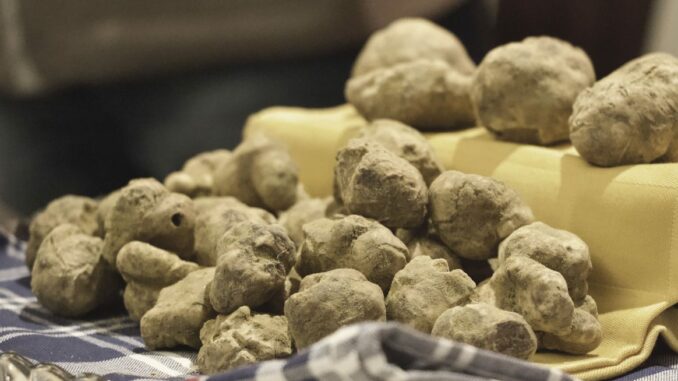 Fiera nazionale del tartufo bianco e dei vini del Roero: palio del Tartufo