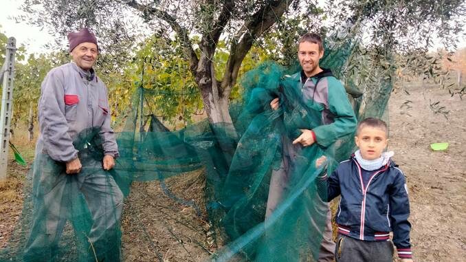 A Valle Talloria gli uliveti del terzino viticoltore