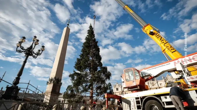 Albero Macra Vaticano