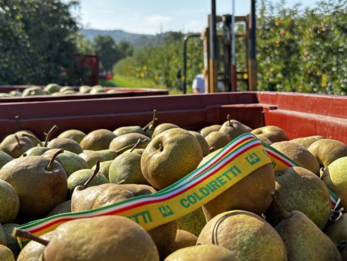 Mercato della frutta: tempi certi e prezzi equi, avanti con i contratti scritti 1