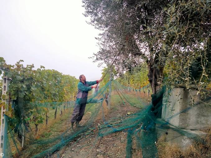 A Valle Talloria gli uliveti del terzino viticoltore 1