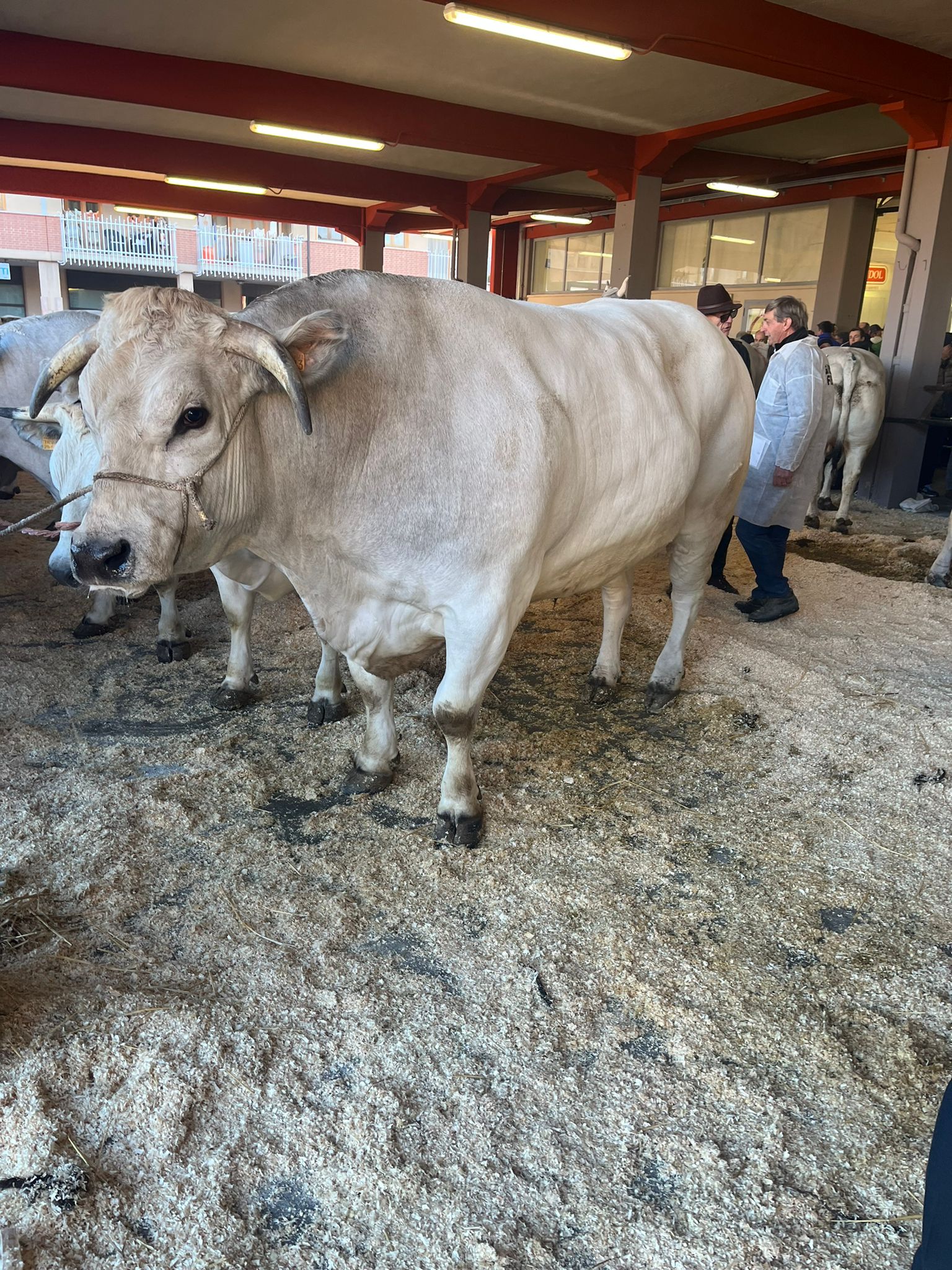 COALVI bue grasso di carrù Gazzetta d'Alba Dal 1882 il settimanale