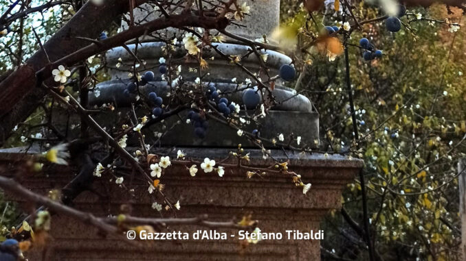 Festa dell'apparizione al santuario della Madonna dei Fiori e la fioritura del pruneto 2