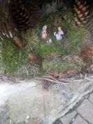 Il nostro presepe nella tradizione natalizia. Le foto più belle 28