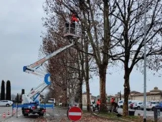 Iniziate le potature ad Alba. Nelle zone di intervento previste modifiche alla viabilità