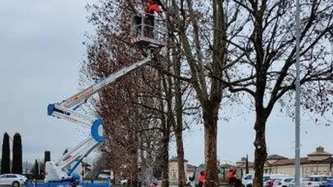 Iniziate le potature ad Alba. Nelle zone di intervento previste modifiche alla viabilità