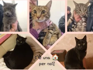 Otto gatti da adottare, Amici di zampa lancia un appello urgente
