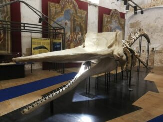 Museo Paleontologico Territoriale dell’Astigiano: il Leviatano e le Sirene