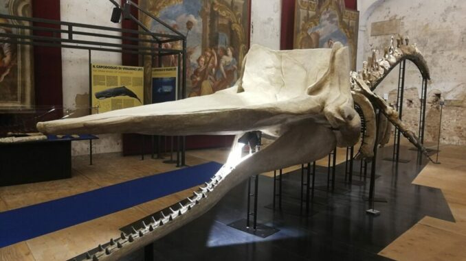 Museo Paleontologico Territoriale dell’Astigiano: il Leviatano e le Sirene