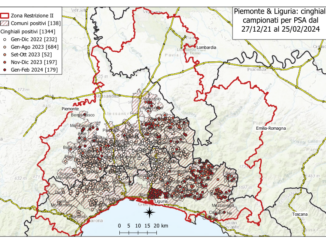 Peste suina africana: 29 nuovi casi tra Piemonte e Liguria 1