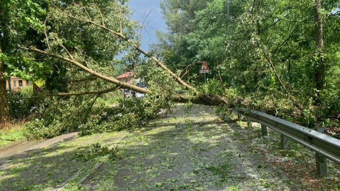 Albero_caduto_lungo_la_strada_07_2023 Alba: la Provincia di Cuneo invita i proprietari confinanti con le strade a tagliare e a rimuovere piante e siepi