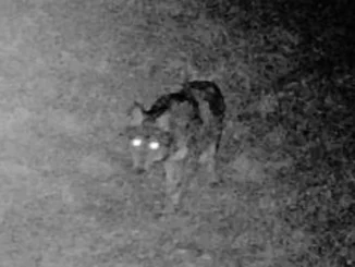 Un lupo avvistato nell'Astigiano, vicino al lago Stella di Castellero