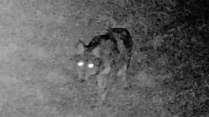 Lup-Castellero Un lupo avvistato nell'Astigiano, vicino al lago Stella di Castellero