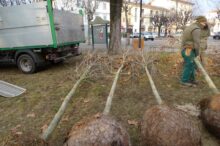 Piantumati 15 platani in piazza Roma a Bra 2