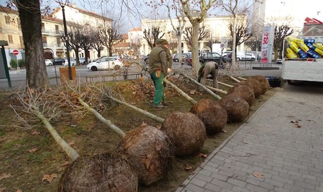 Piantumati 15 platani in piazza Roma a Bra 1
