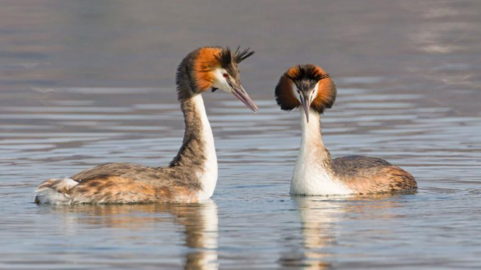 Aperte le iscrizioni alla 12ª edizione del calendario naturalistico Città di Cherasco