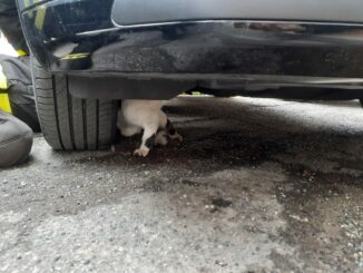 Vigili del fuoco salvano un gatto rimasto incastrato nel vano motore di un'autovettura a Nizza Monferrato 1
