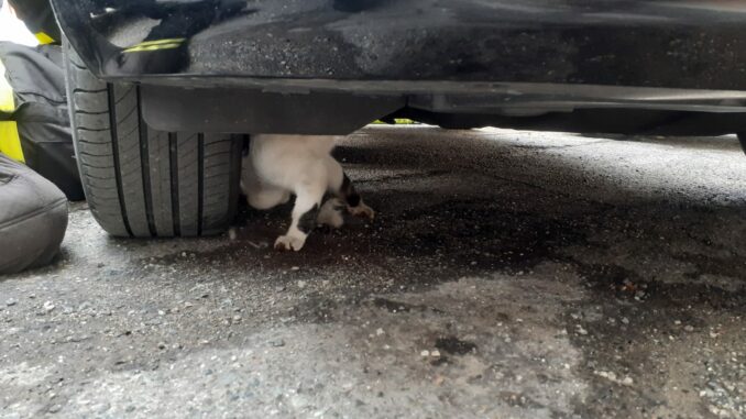 Vigili del fuoco salvano un gatto rimasto incastrato nel vano motore di un'autovettura a Nizza Monferrato 1
