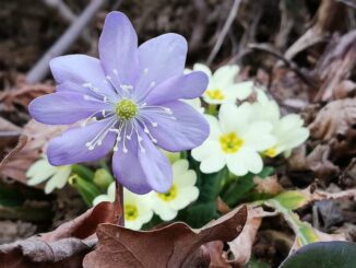 Da Santa Vittoria a Monticello d’Alba: accenni di primavera sul Sentiero della felicità