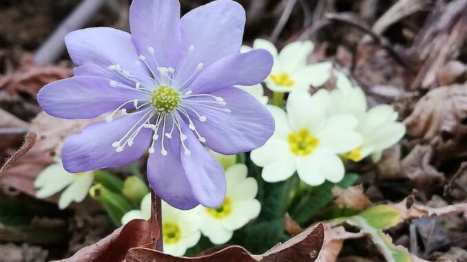 Da Santa Vittoria a Monticello d’Alba: accenni di primavera sul Sentiero della felicità