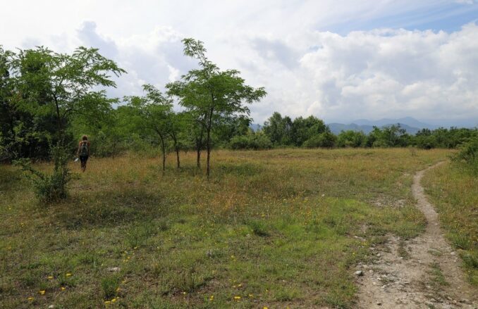 Le orchidee selvatiche del parco fluviale Gesso e Stura 1