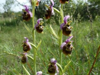 Le orchidee selvatiche del parco fluviale Gesso e Stura