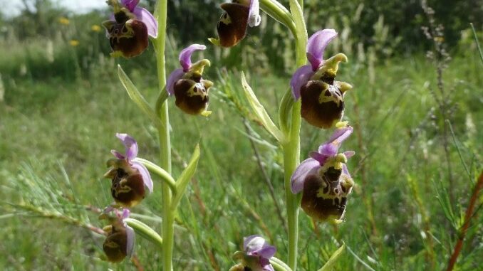 Le orchidee selvatiche del parco fluviale Gesso e Stura