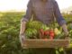 Aperto il bando regionale 2024 a sostegno dell’agricoltura biologica, con un finanziamento di 35 milioni di euro