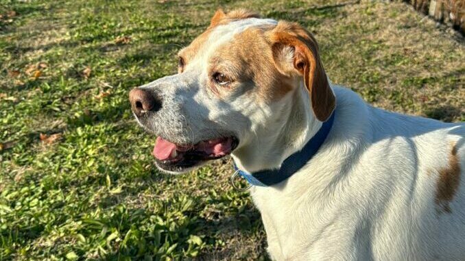 Cane