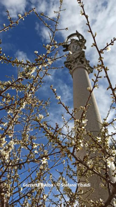 Fioritura primaverile nel pruneto della Madonna dei Fiori (FOTOGALLERY) 3