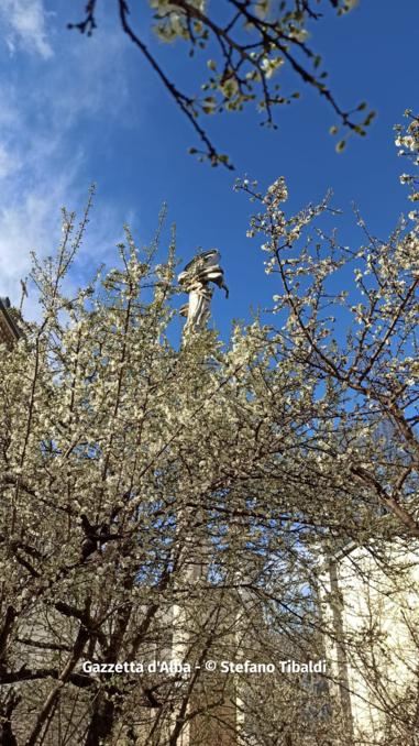 Fioritura primaverile nel pruneto della Madonna dei Fiori (FOTOGALLERY) 7