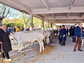 Pasquetta a Bra tra bovini di razza piemontese e bancarelle di prodotti tipici