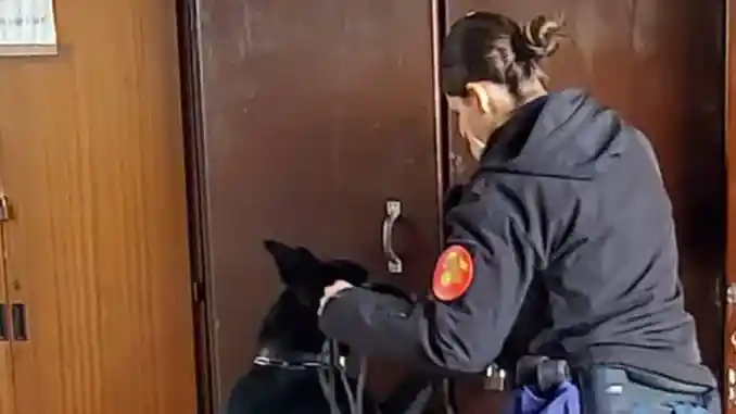 Un macinino e 33 grammi di hashish trovati dal cane antidroga in una scuola di Asti