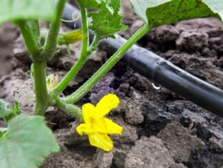 Coldiretti Asti si unisce all'appello regionale sulla flavescenza dorata