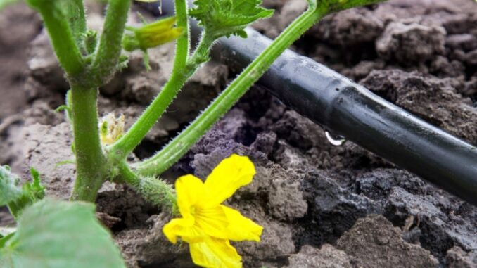 Coldiretti Asti si unisce all'appello regionale sulla flavescenza dorata