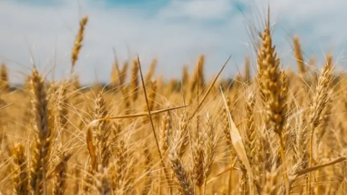 L'Unione europea lancia i dazi sui cereali da Russia e Bielorussia